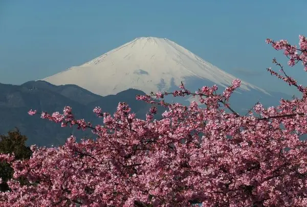 2月　松田山ハーブガーデン　河津桜