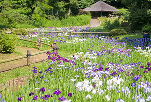 6月　明治神宮御苑　花菖蒲