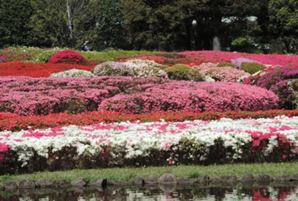 4月　神代植物公園