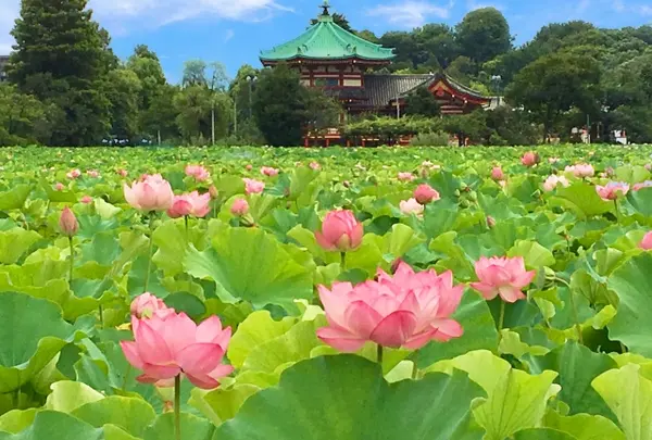8月　上野恩賜公園不忍池　蓮
