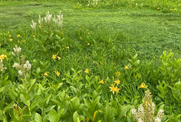 栂池自然園の写真・動画_image_1157925
