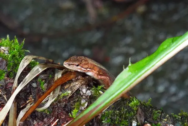 恐山への道々(生き物編)