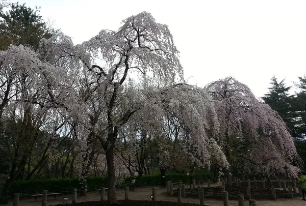 じゅんさい池公園