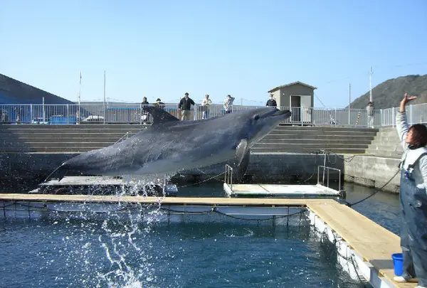 室戸ドルフィンセンター
