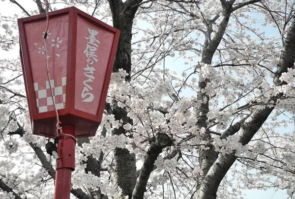桜を見るなら「墨俣桜まつり」へ