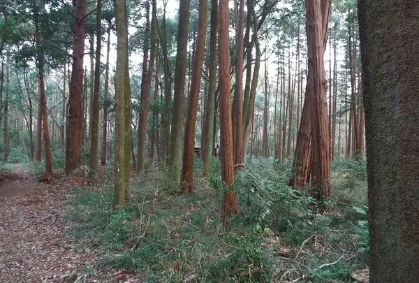 千葉県立船橋県民の森