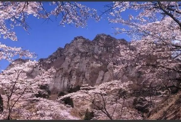 妙義山さくらの里