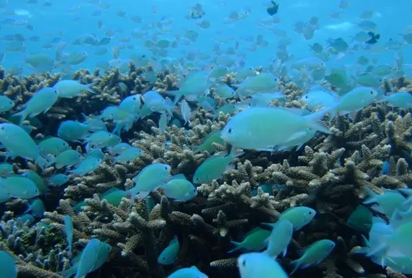 渡嘉敷島の写真・動画_image_133462