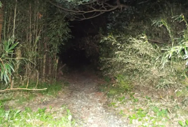 釈迦堂切通の写真・動画_image_134372