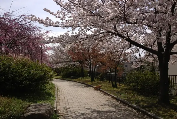 久世ニューリバー公園の写真・動画_image_134528