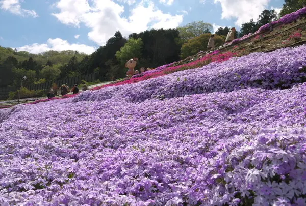 ヤマサ蒲鉾（株）の写真・動画_image_134537