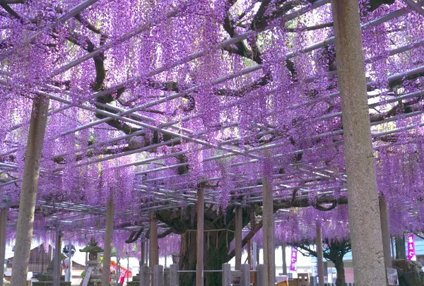 大歳神社　千年藤の写真・動画_image_134550