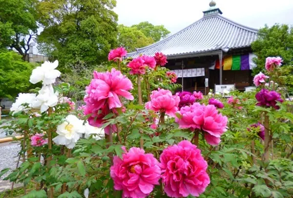 乙訓寺　京都　長岡京