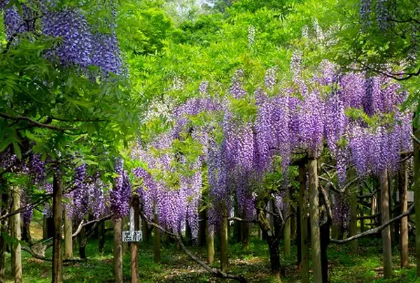 春日大社 萬葉植物園