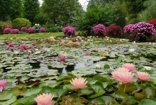 市立水生植物公園みずの森