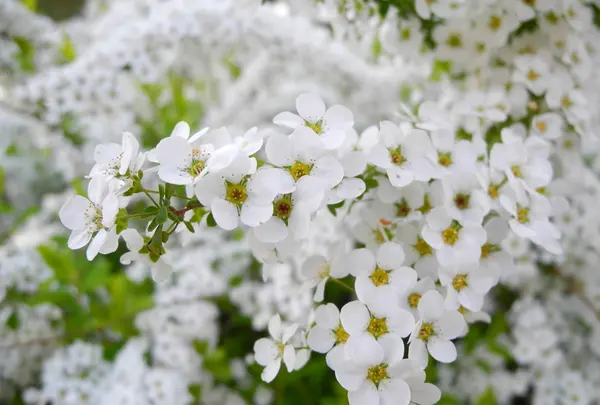 いつも何かの花が咲いている