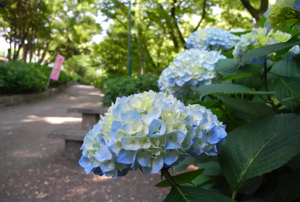 紫陽花の名所
