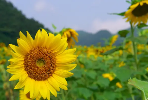 西下野地区のひまわり畑（7月下旬）