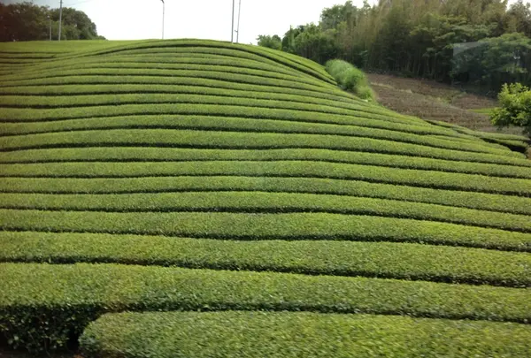 和束の茶畑