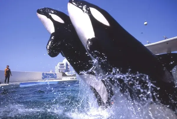 鴨川シーワールド