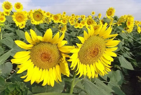 野良舞夏ひまわり倶楽部 平石農場