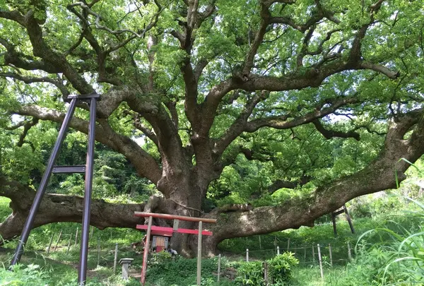 志々島の大楠