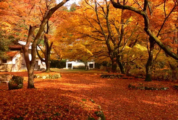 鰐淵寺