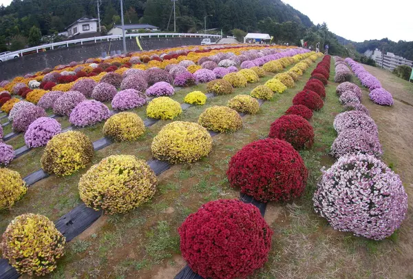 矢倉沢（ざる菊まつり）