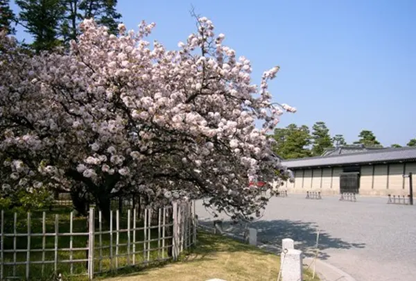 御車返しの桜