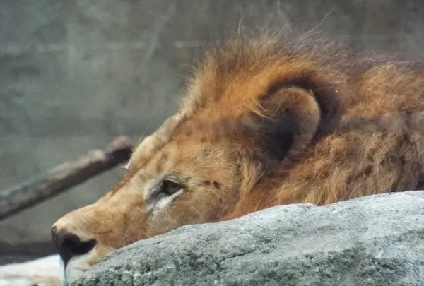 仙台市八木山動物公園