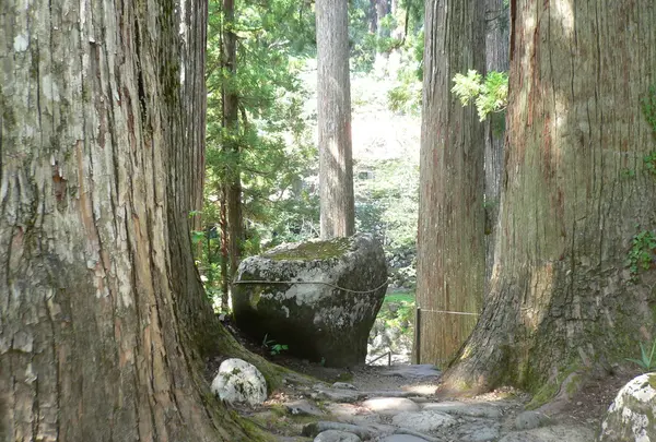白山中居神社の写真・動画_image_152429