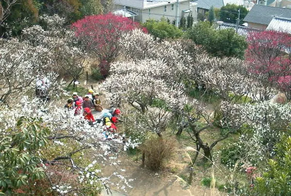 岡本梅林公園