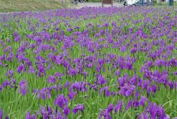 尾入野湿生植物園