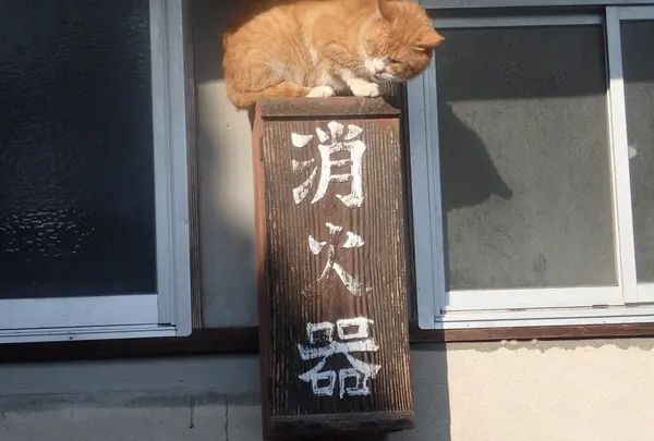 川戸の看板にゃんこ