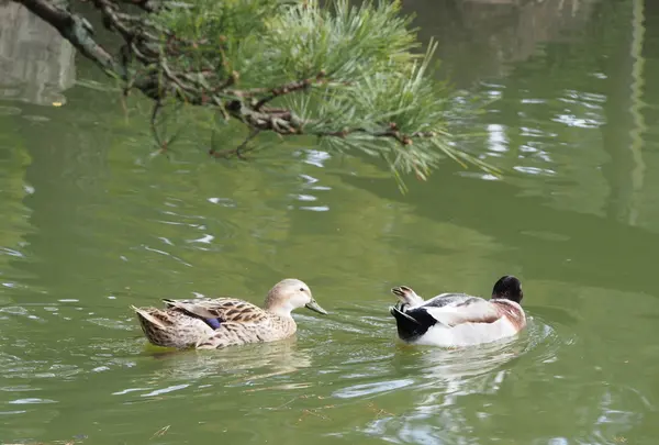中津万象園・丸亀美術館の写真・動画_image_163859