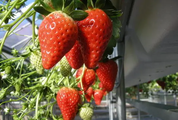 ストロベリーファーム太田農園(Strawberry farm Ota nouen)