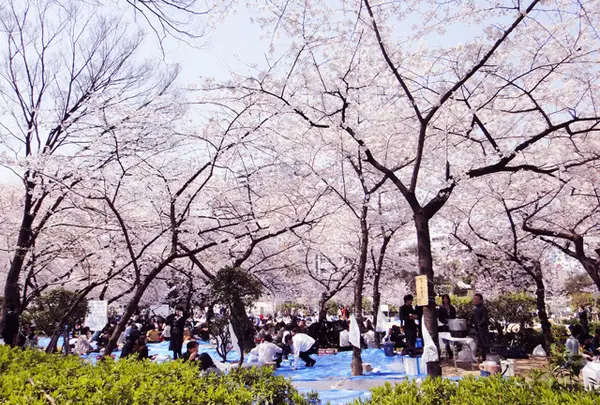 靱公園 桜