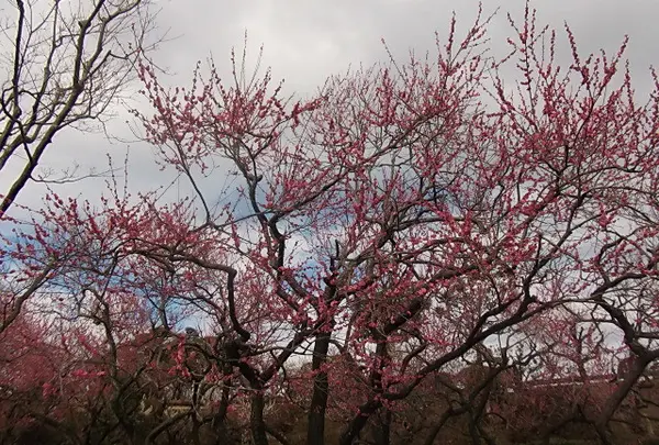 偕楽園