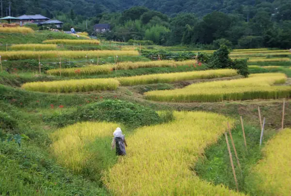 寺坂棚田