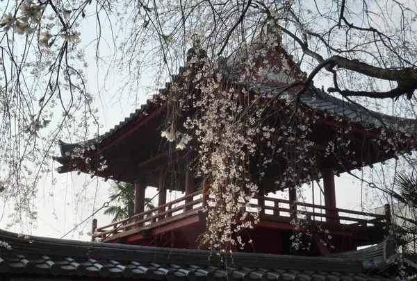 妙雲寺