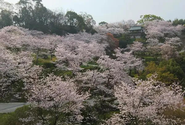 菊池公園一帯
