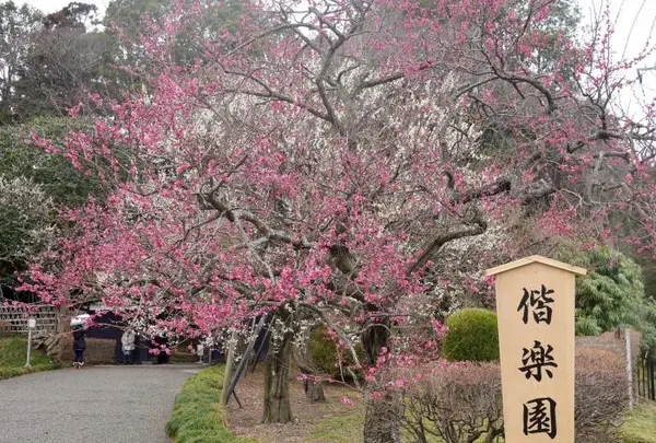 偕楽園