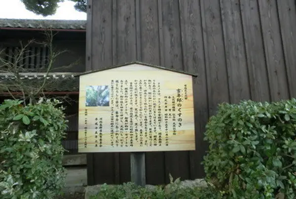 吉年邸のクスノキ