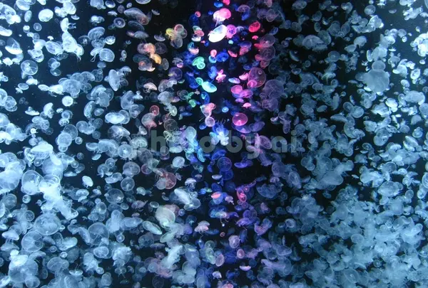 鶴岡市立加茂水族館（クラゲドリーム館）