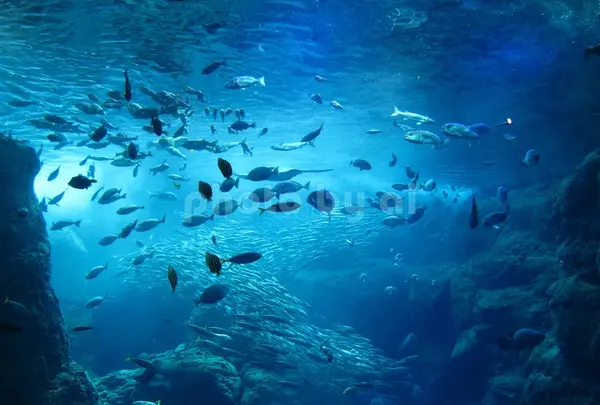 新江ノ島水族館