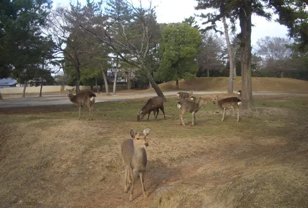 奈良公園