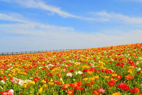 あわじ花さじき