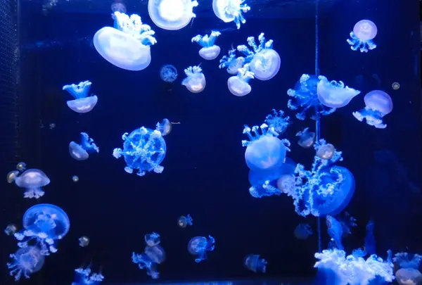 鶴岡市立加茂水族館（クラゲドリーム館）