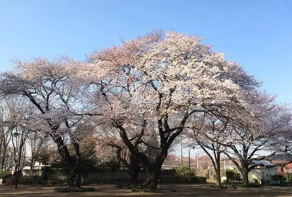 矢川上公園