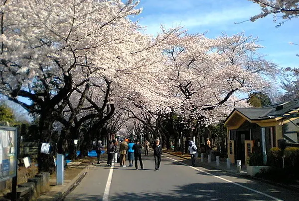谷中霊園